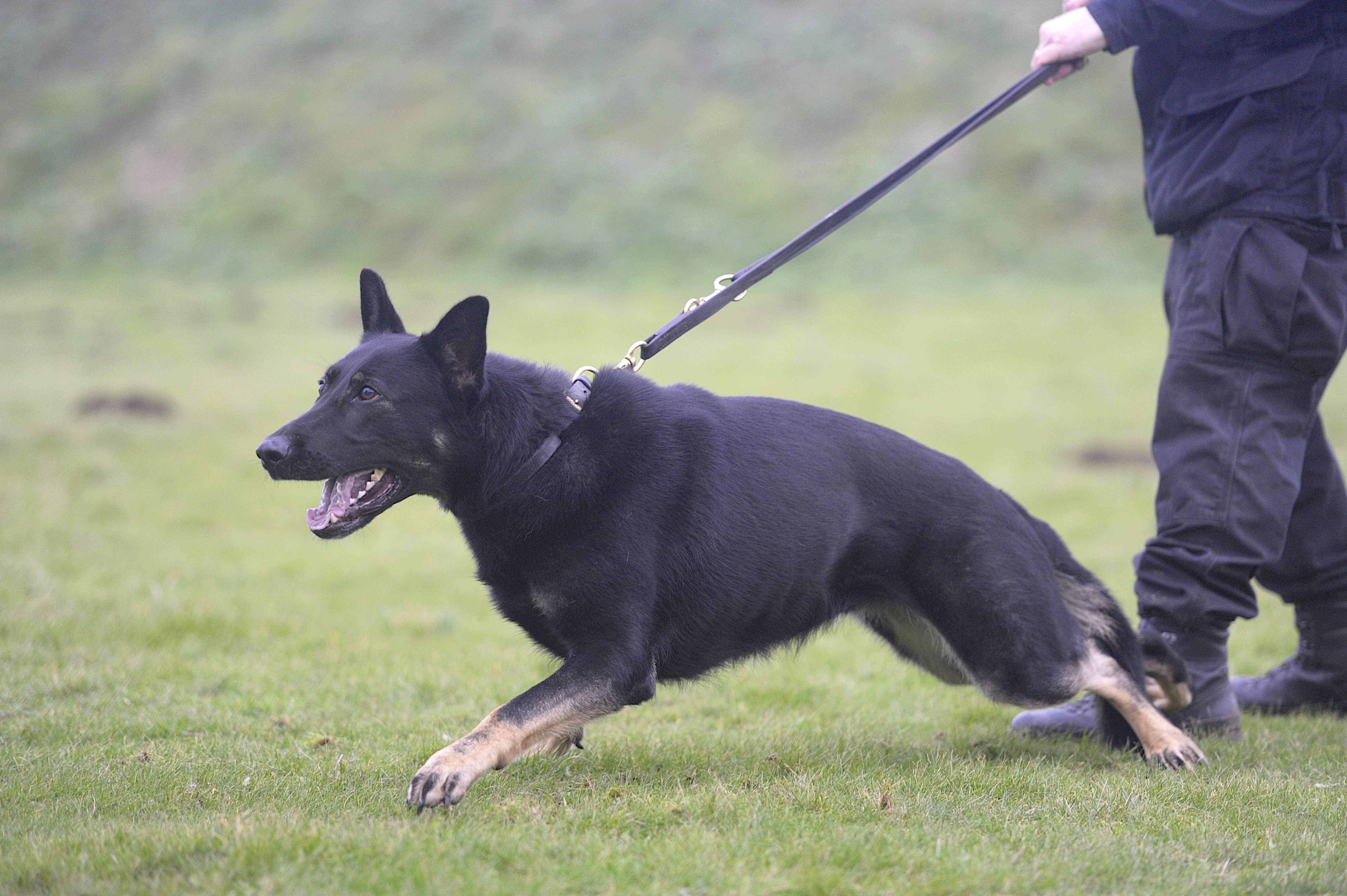 retired-states-police-dog-dies-jersey-evening-post