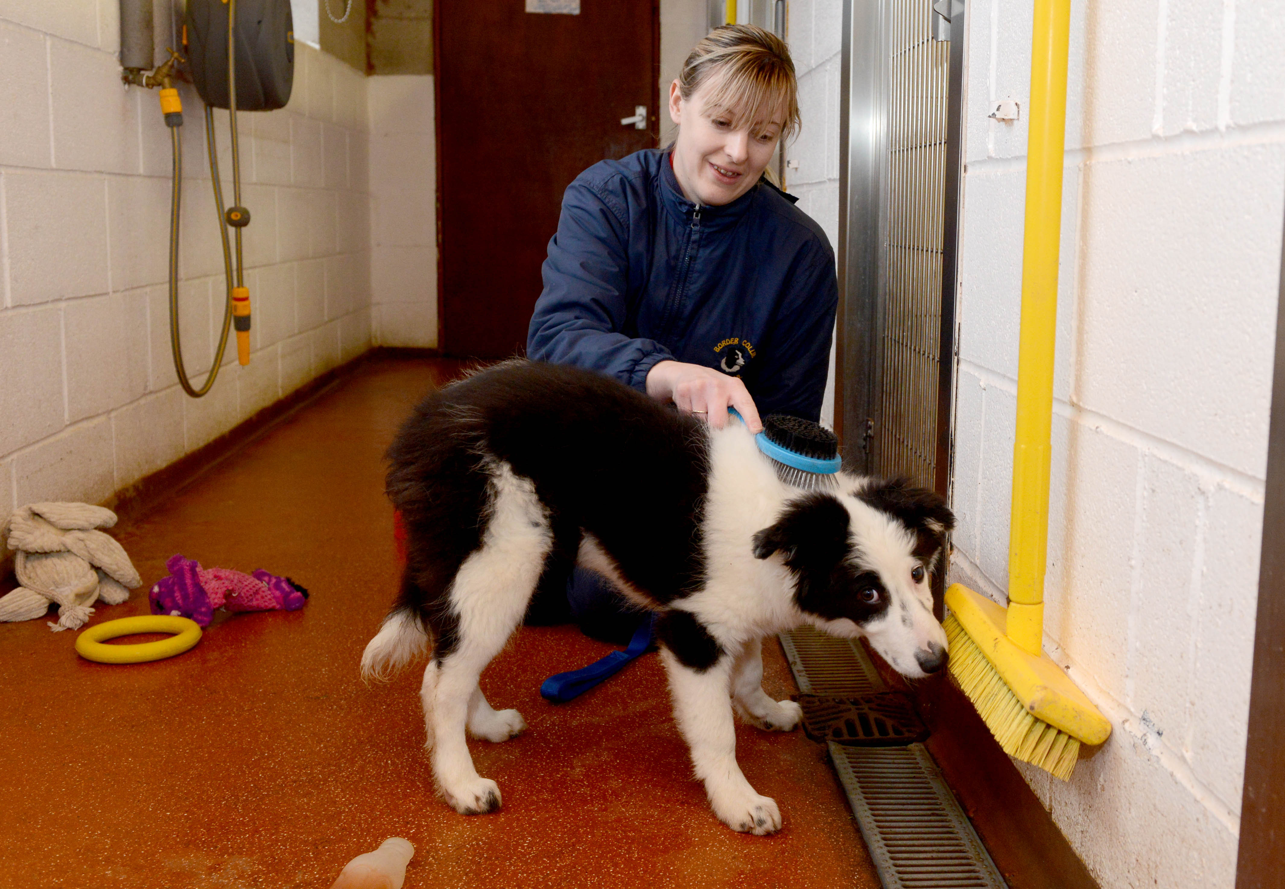 border collie trust rugeley