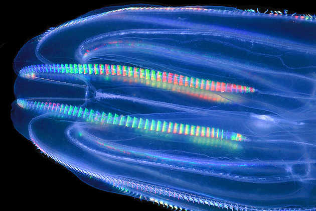 A comb jellyfish