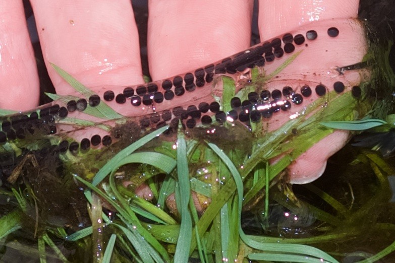 Some of the toad spawn found on the paths. Picture: JON GUEGAN (30192991)