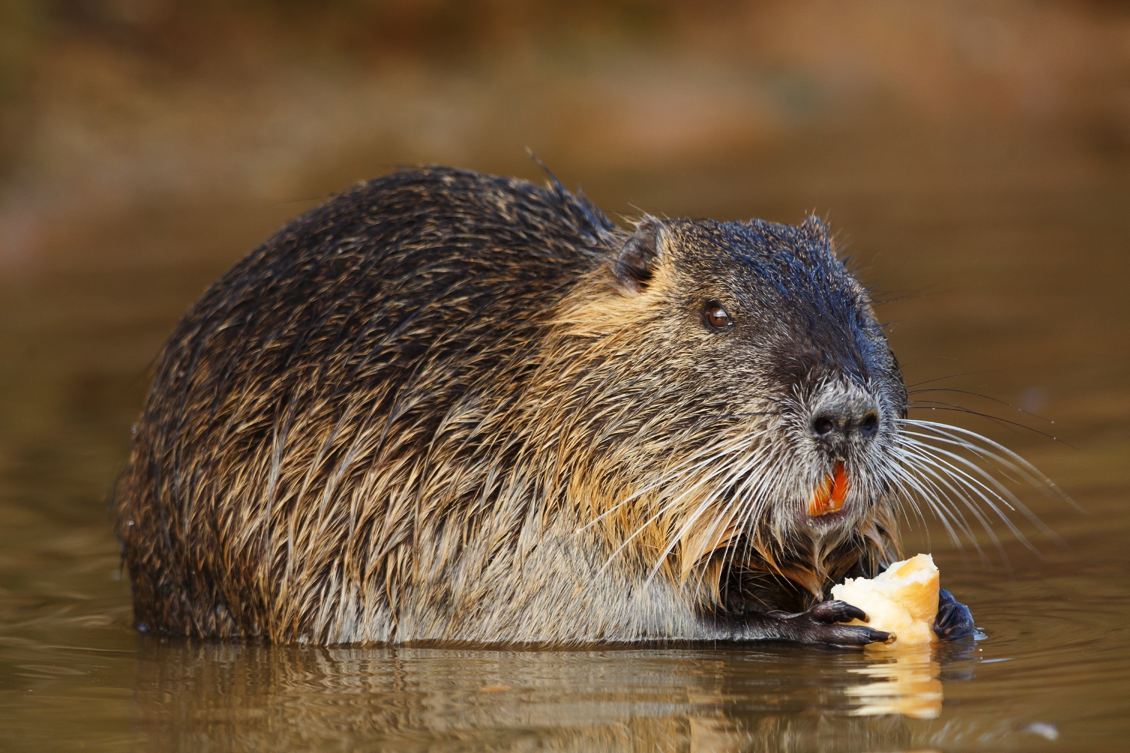 A coypu, alive and well (28846536)