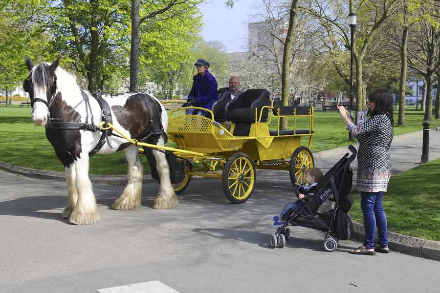 A passer-by stops to take a picture of the horse and carriage