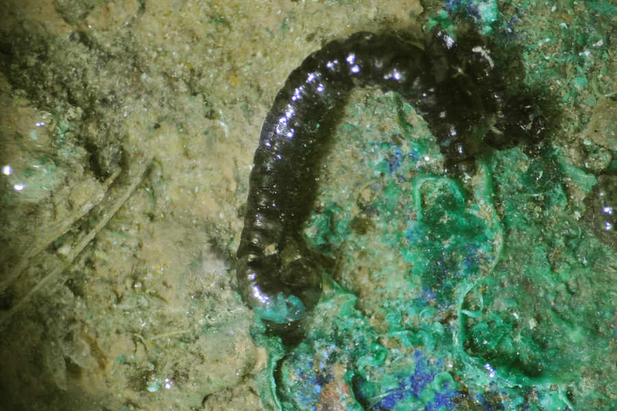 Staff recently spotted a 2,000-year-old millipede stuck to one of the coins. It is thought that the metal sterilised its surroundings and allowed the creature to be preserved for centuries