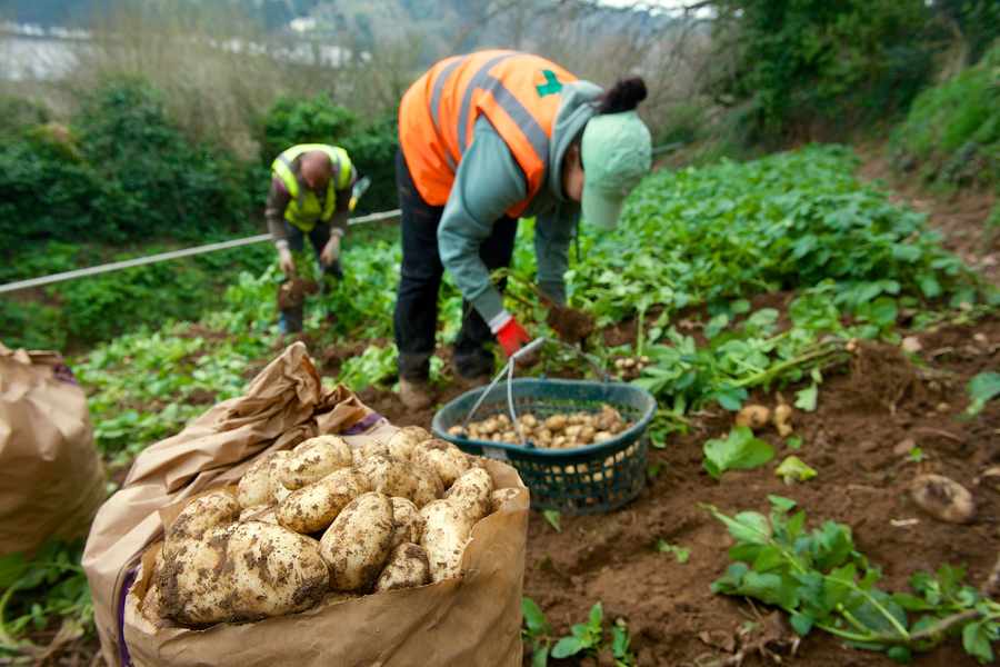 Some agricultural workers in Jersey are on zero-hours contracts