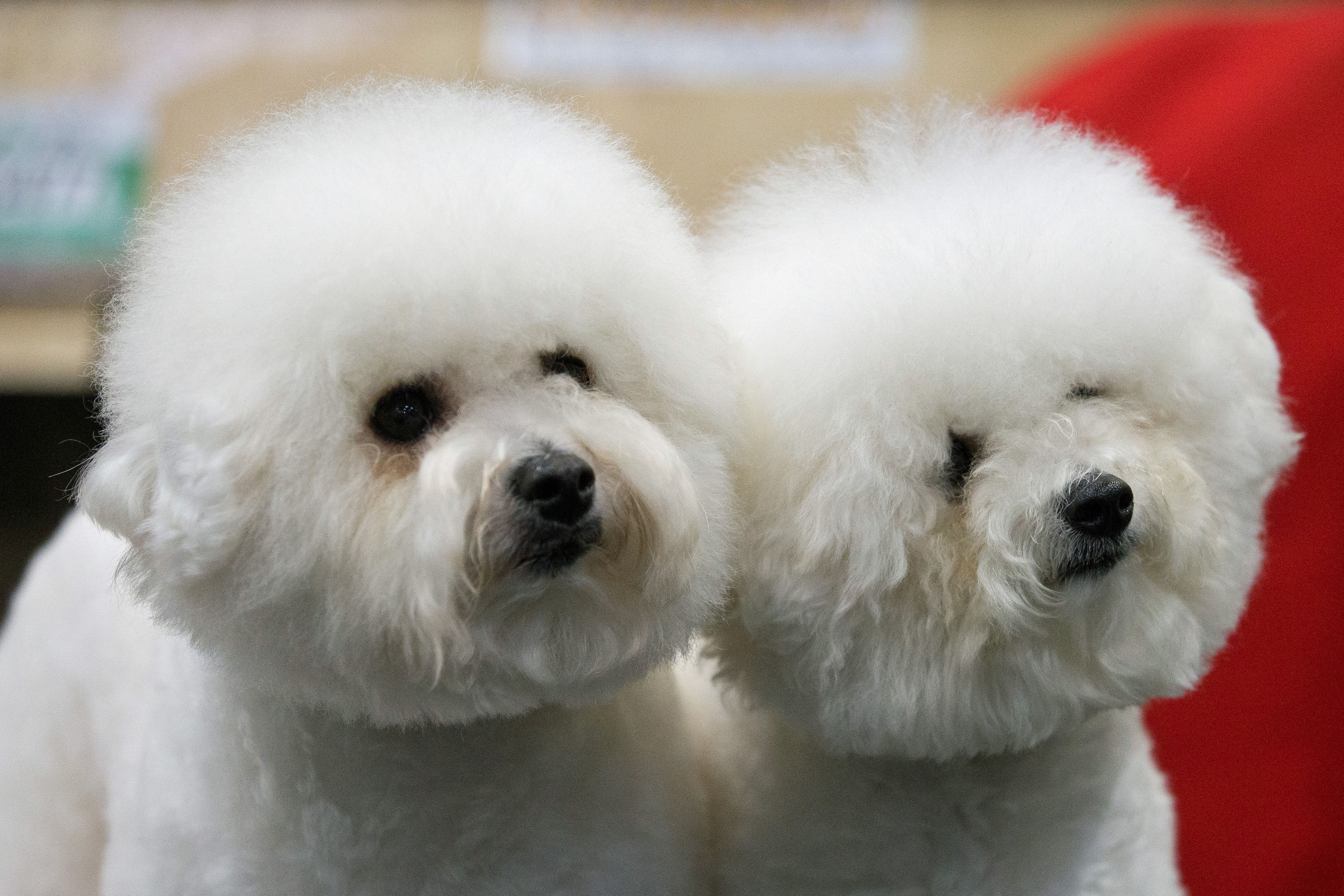 bichon frise crufts