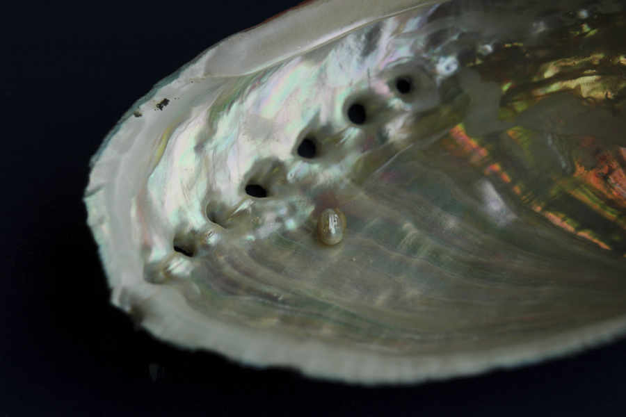 A pearl found inside an ormer shell