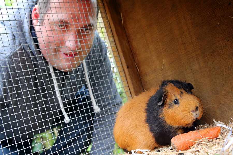 Leo Thomas has had to close Sarnia Guinea Pig Rescue Organisation for six months