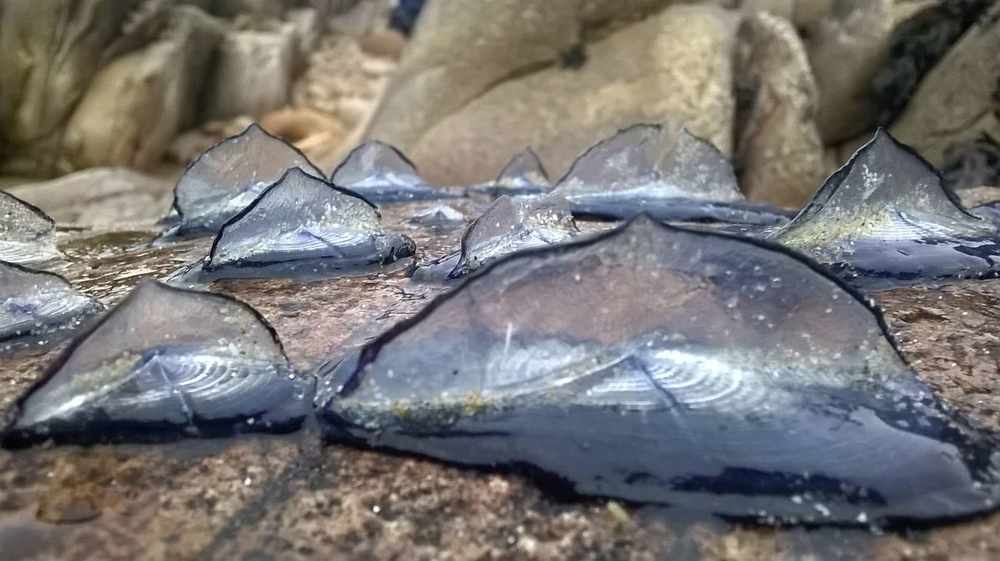 Last December Jersey was inundated with swarms of Velella jellyfish, a rare, harmless variety which had not been seen in Jersey since 1973