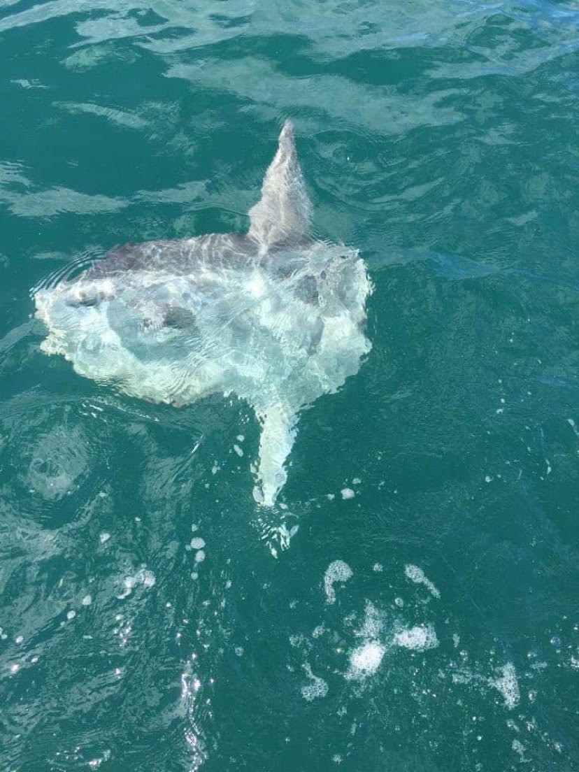 A sunfish was spotted in local waters (Picture: David Haynes) (28868775)