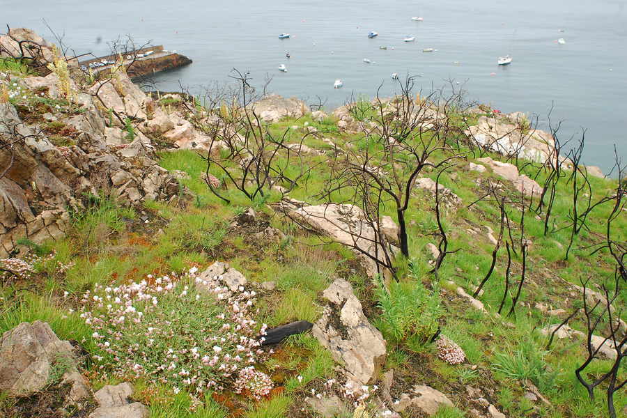 A year on from a fire at Bouley Bay headland in 2006 shows green regeneration