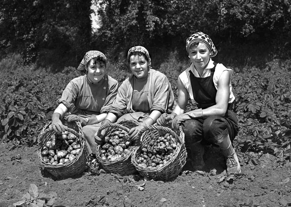 French workers Ginette, Therese and Therese pictured in June 1955 with the baskets of potatoes they had just picked on a local farm.