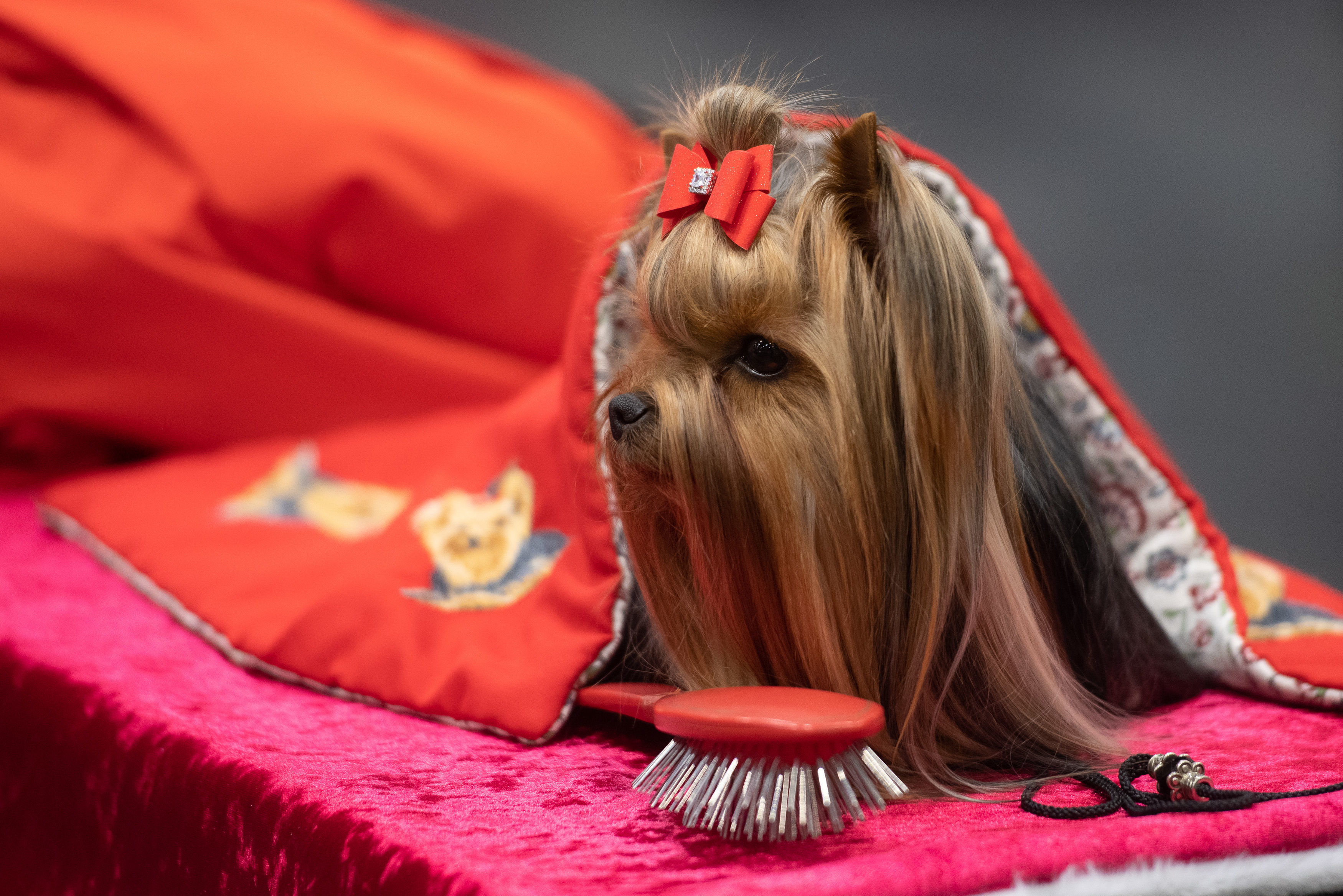 crufts yorkshire terrier