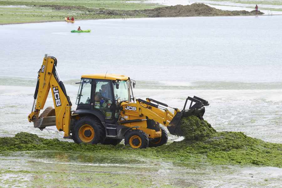A JCB removes the weed from West Park beach