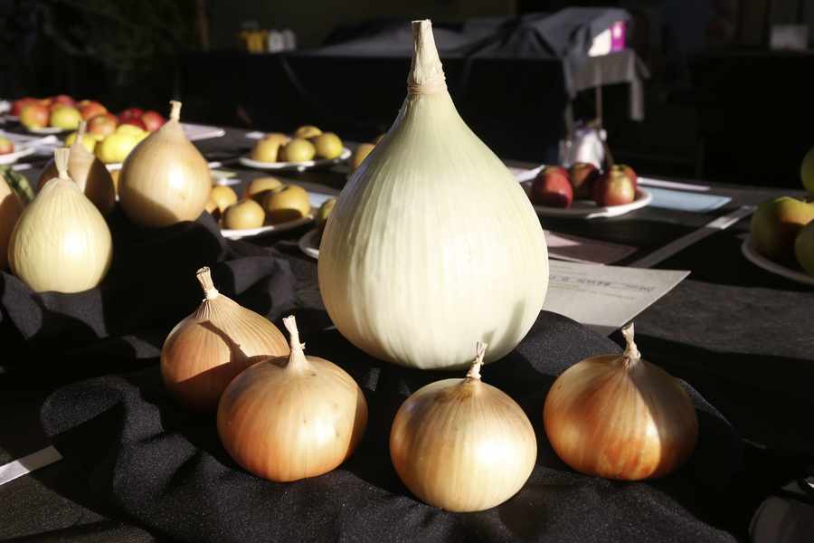 Fresh local produce to look for at this time of year includes onions