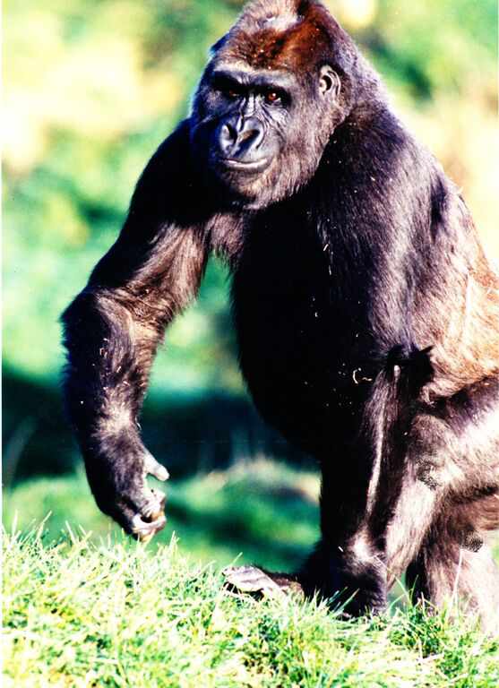 Julia, pictured during her time at Durrell. Picture courtesy of Durrell Wildlife Conservation Trust
