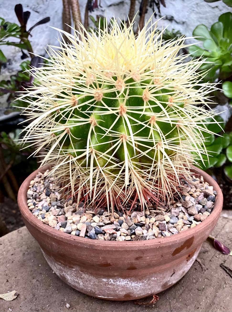 The Golden Barrel Cactus (Echinocactus grusonii) (30098606)