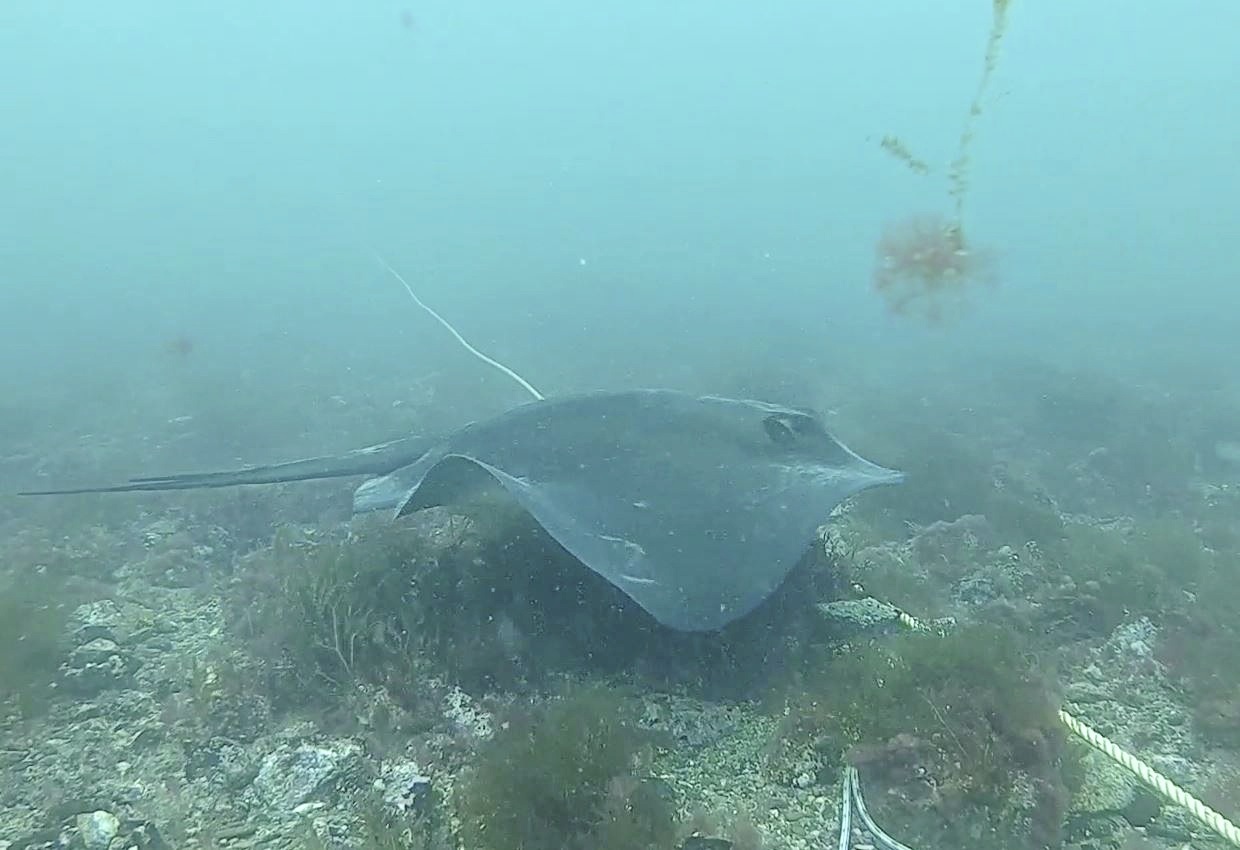 A stingray captured by one of the underwater cameras used in Miss Blampied's study (25767884)