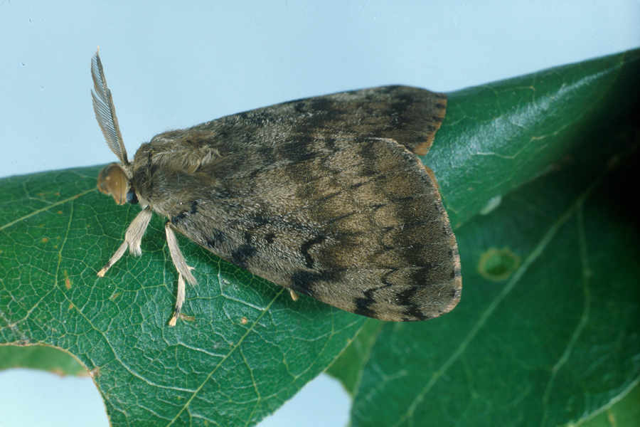 A gypsy moth