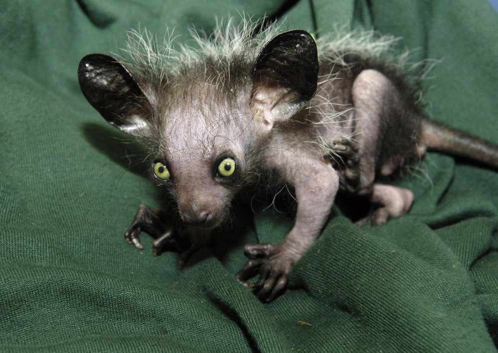 Kintana became the first captive-bred aye-aye to be born in the UK in 2005 at Bristol Zoo