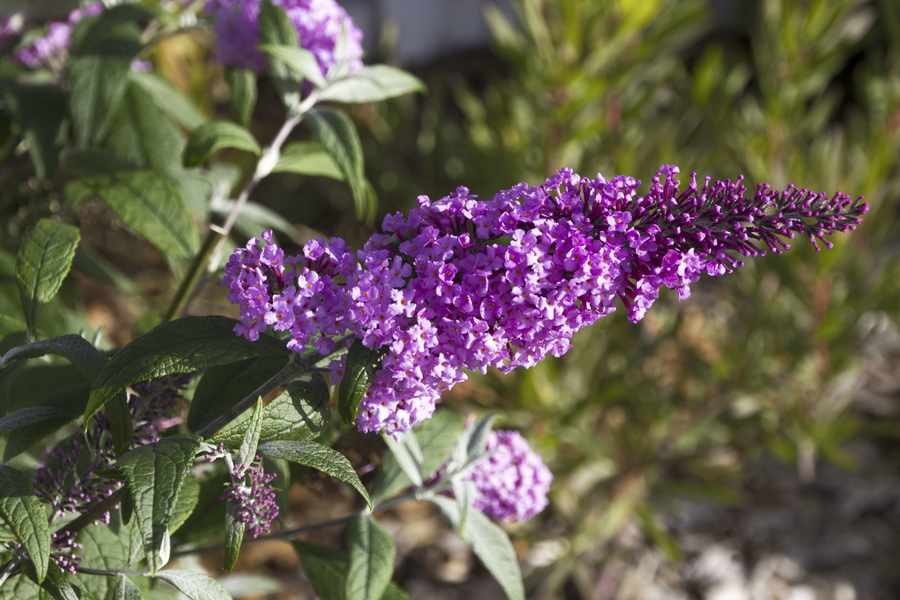 Remember to cut back buddleias