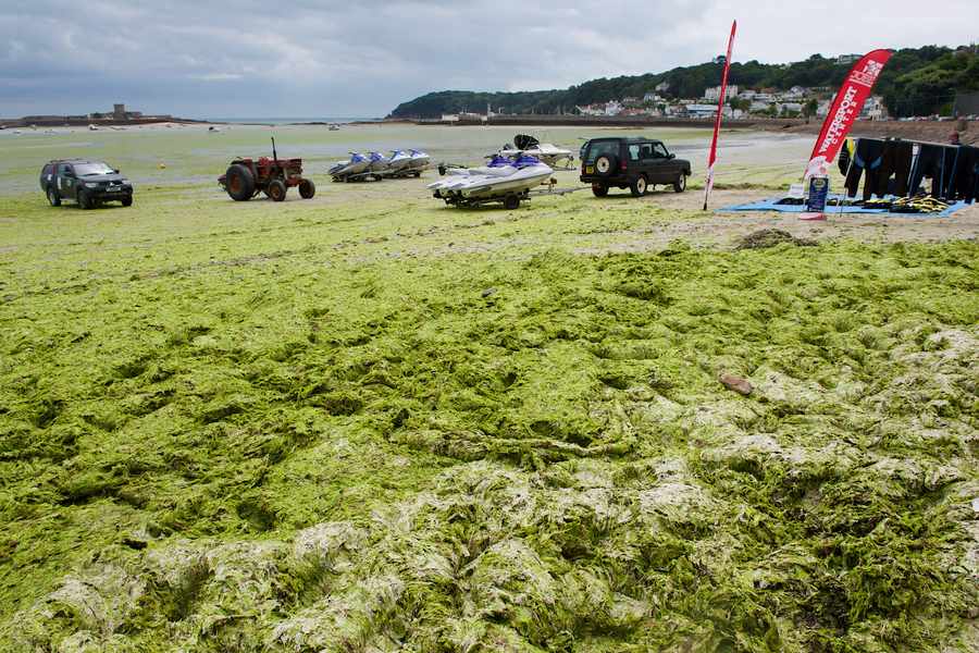 The sea lettuce on the beach near La Haule