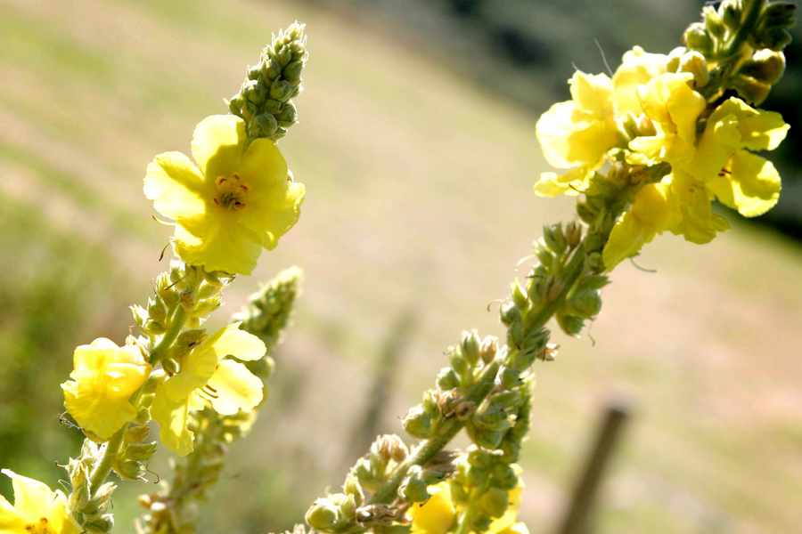 Evening Primrose has been affected by rising temperatures