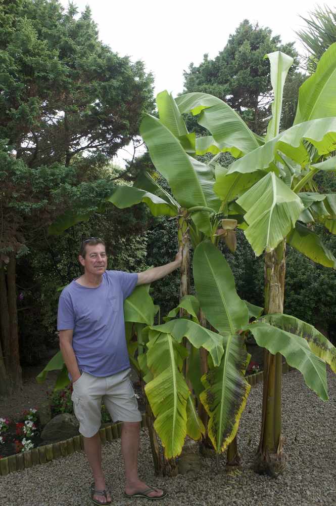Simon de Carteret alongside his banana plants in his garden