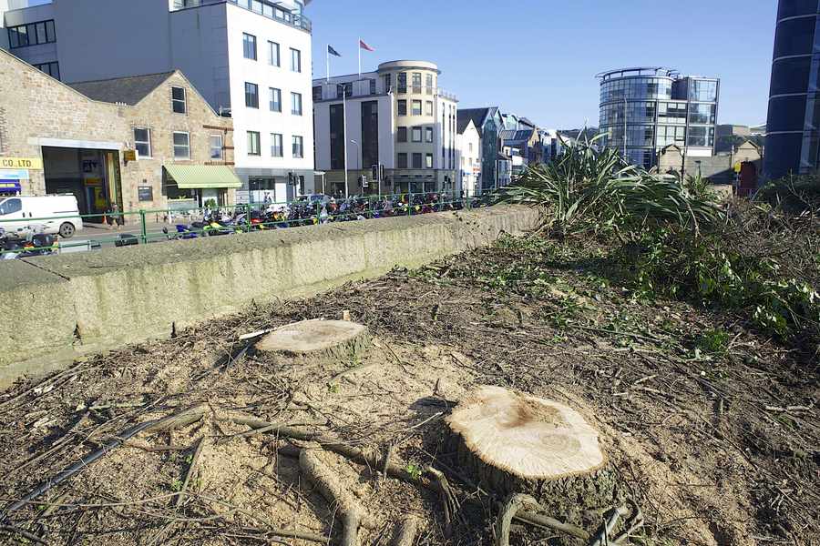 Trees have been cut down in the Esplanade car park