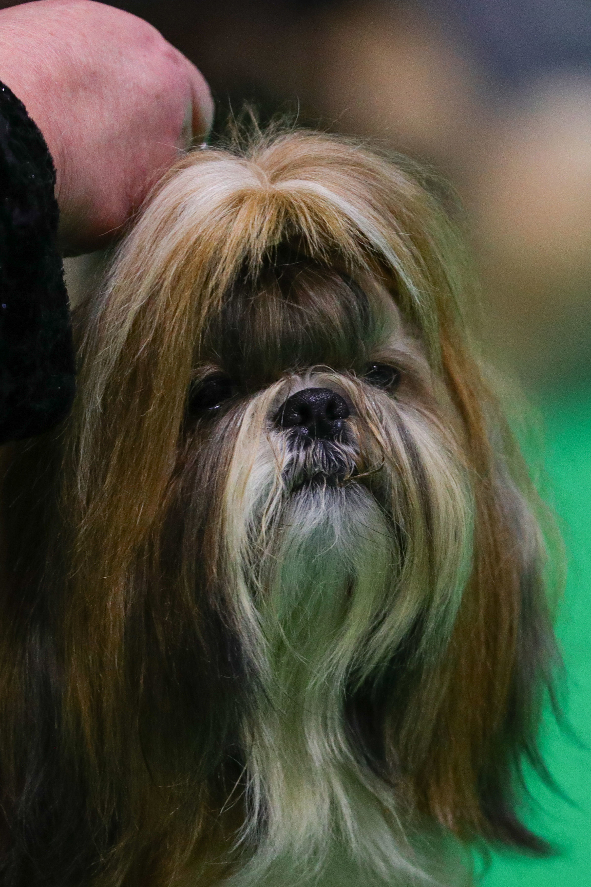 what day is terrier day at crufts 2019