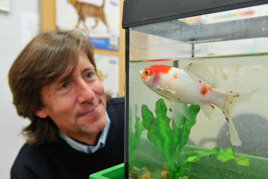 Island vet Jeremy Miller performed pioneering surgery on Roger the goldfish, removing a life threatening tumour