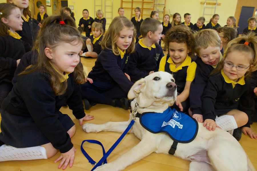 Labradors have always made good guide dogs as they are patient and calm - as evidenced by Piper, shown here relaxing with children at St Clement's School