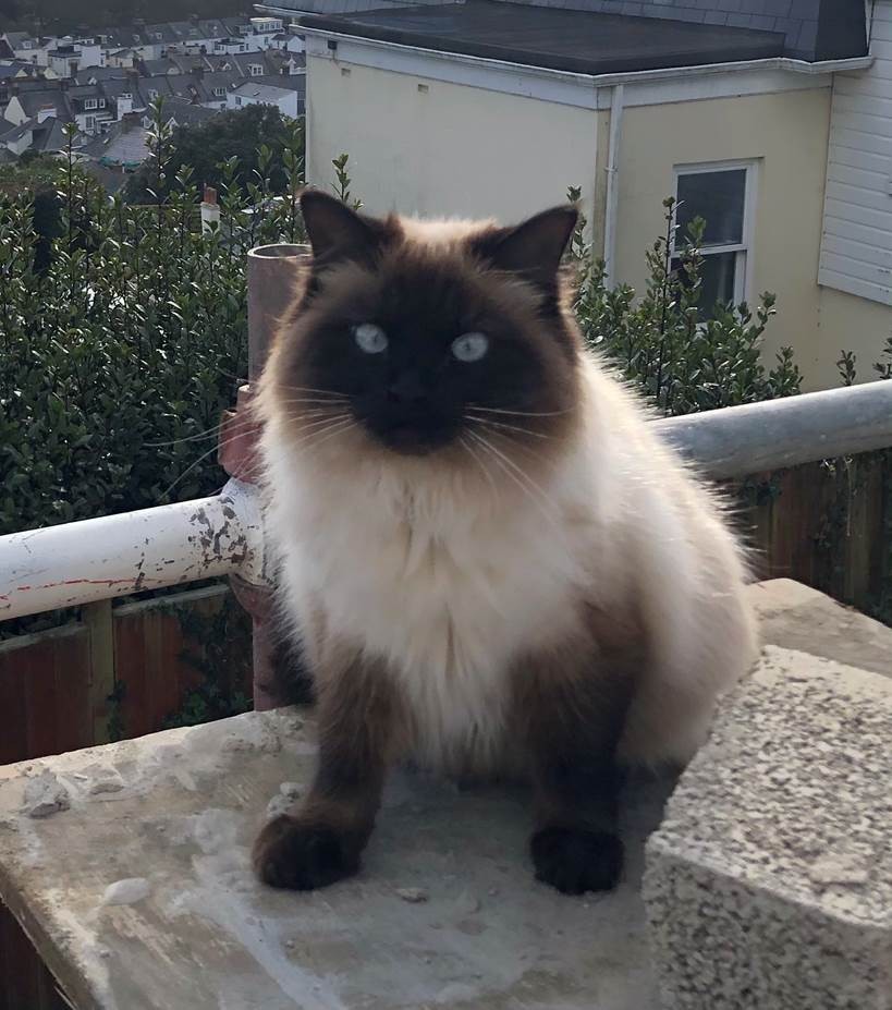 Kimmi, a three-year-old ragdoll cross Persian who was killed in an accident on Old St John's Road on Thursday night. Picture: Oliver Lindop (30285184)