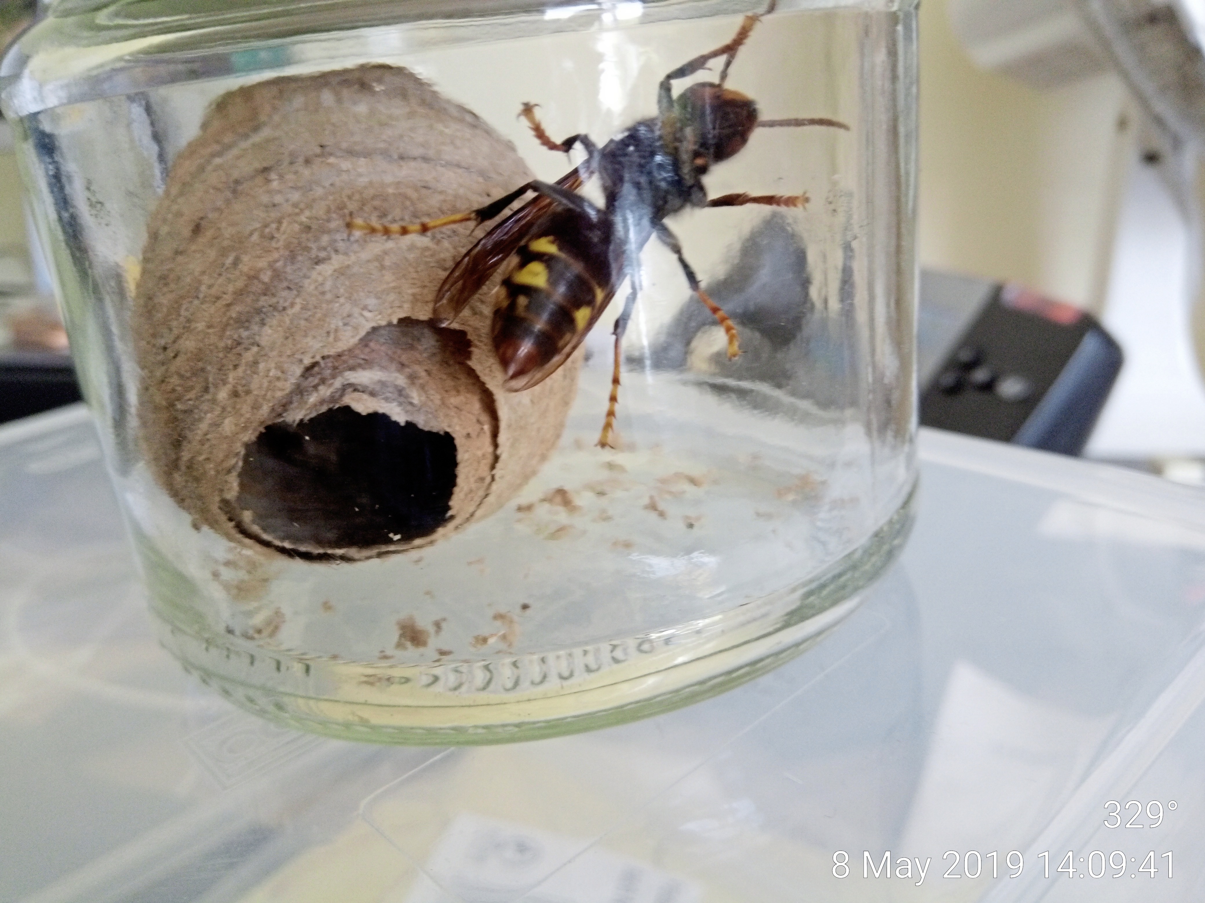A recently caught Asian hornet queen with its newly constructed primary nest. Picture:Asian Hornet Strategy Project, Agriculture, Countryside and Land Management Services (26229200)