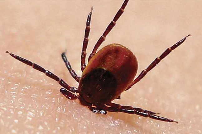 Lyme disease is caused by an infected tick attaching itself to a human's skin
