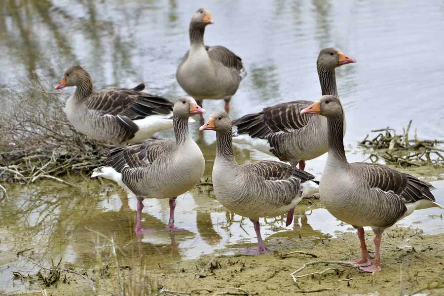 Greylag geese similar to those killed in Queen's Valley
