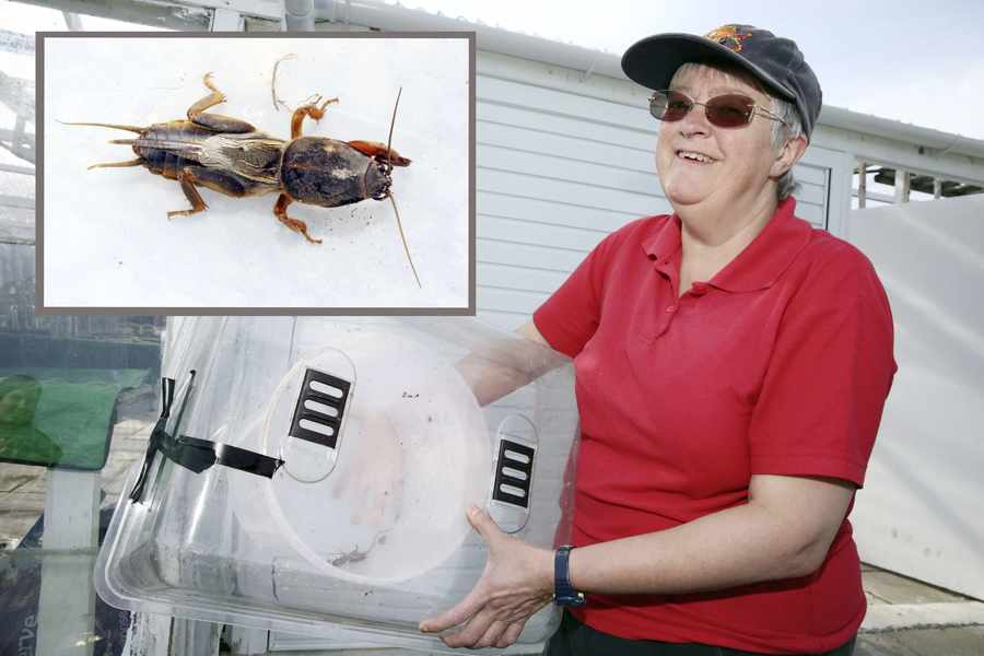 Fran Torode with the mole cricket, the first recorded sighting in Guernsey since 2011