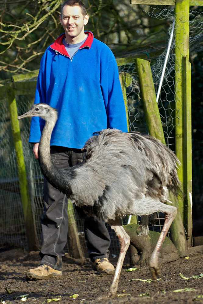 Peter Quimby with his recaptured male rhea