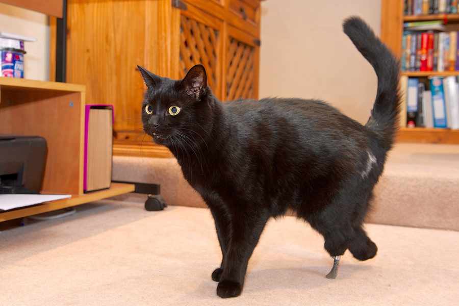 A Jersey cat, Oscar, became the first ever moggy to receive pioneering surgery after it had its back legs sliced off by a combine harvester