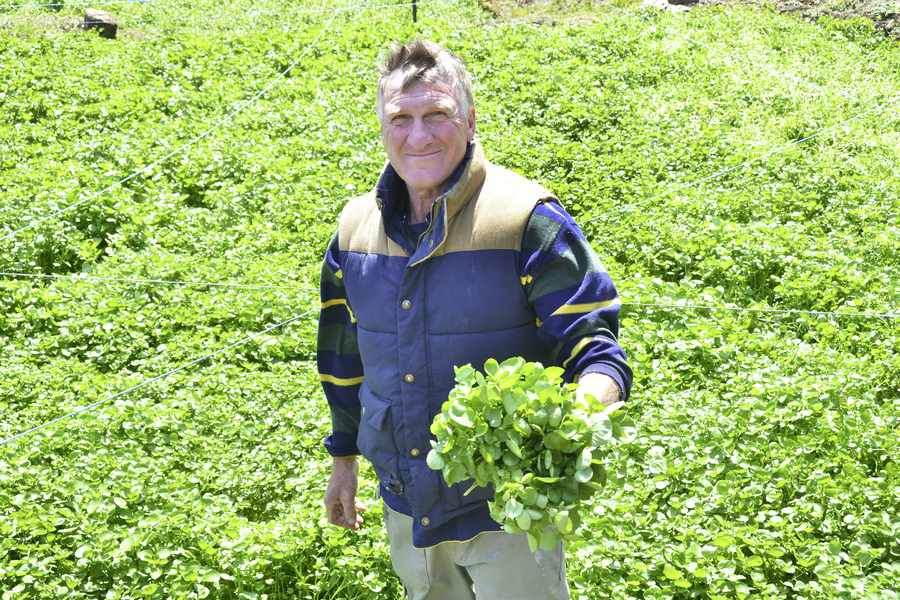 Colin Roche is Jersey's only watercress grower