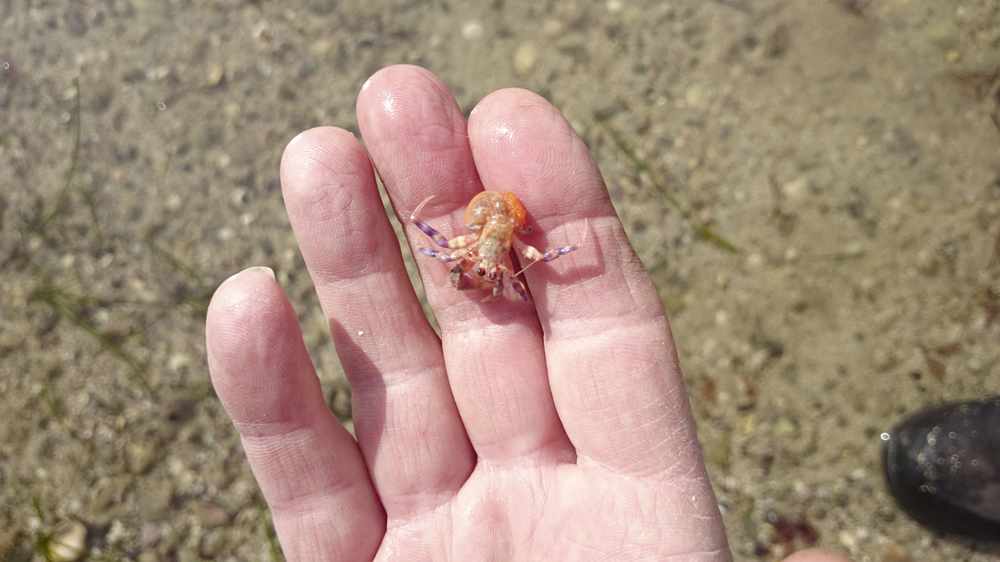 The hermit crab minus its shell