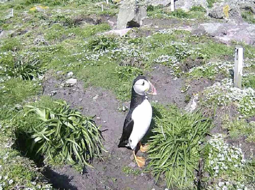 A puffin caught on a webcam in Alderney