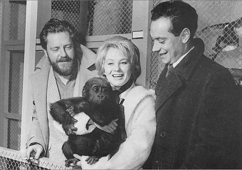 Swedish film actress Mai Zetterling holds Jersey Zoo's baby gorilla, Npongo, with (on the left) Gerald Durrell and author Davis Hughes