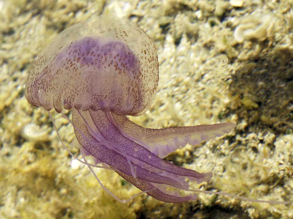 Hundreds of mauve stingers have been spotted in Jersey waters
