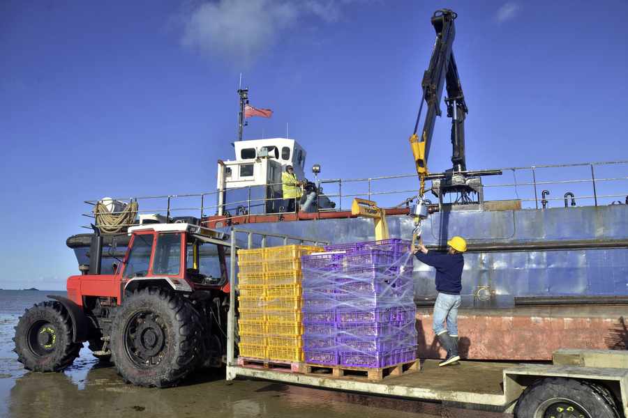 Chris Le Masurier of the Jersey Oyster Company, the largest oyster farm in the British Isles, loading up the firm's landing craft with oysters destined for France