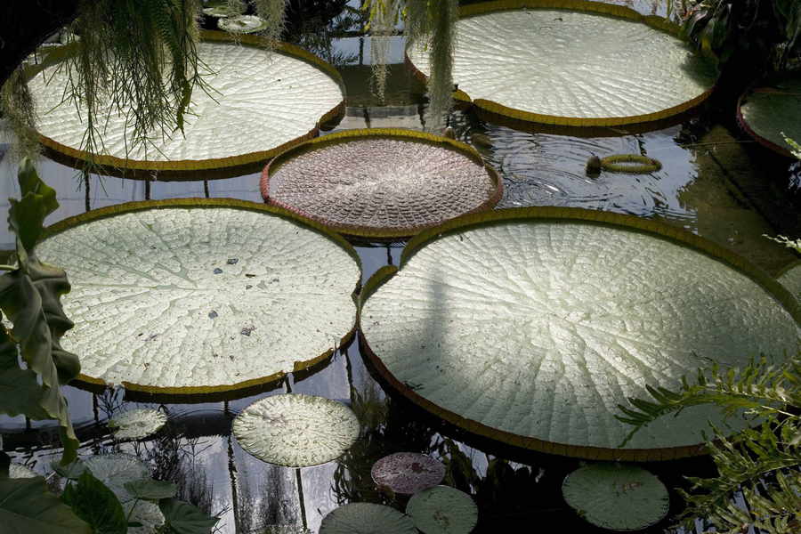 Lily pads at Kew Gardens, courtesy of Royal Botanical Gardens Kew