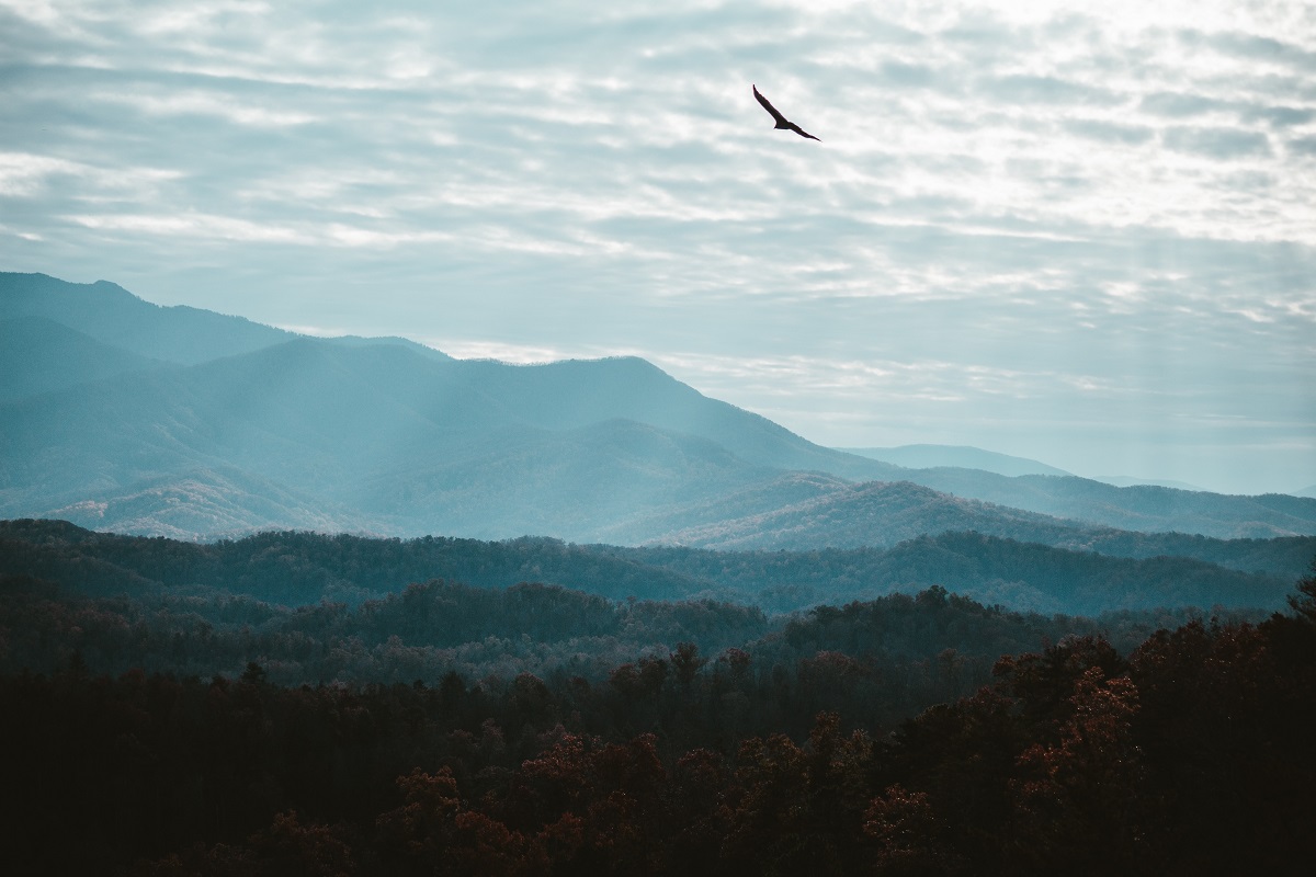 Horizon with bird soaring