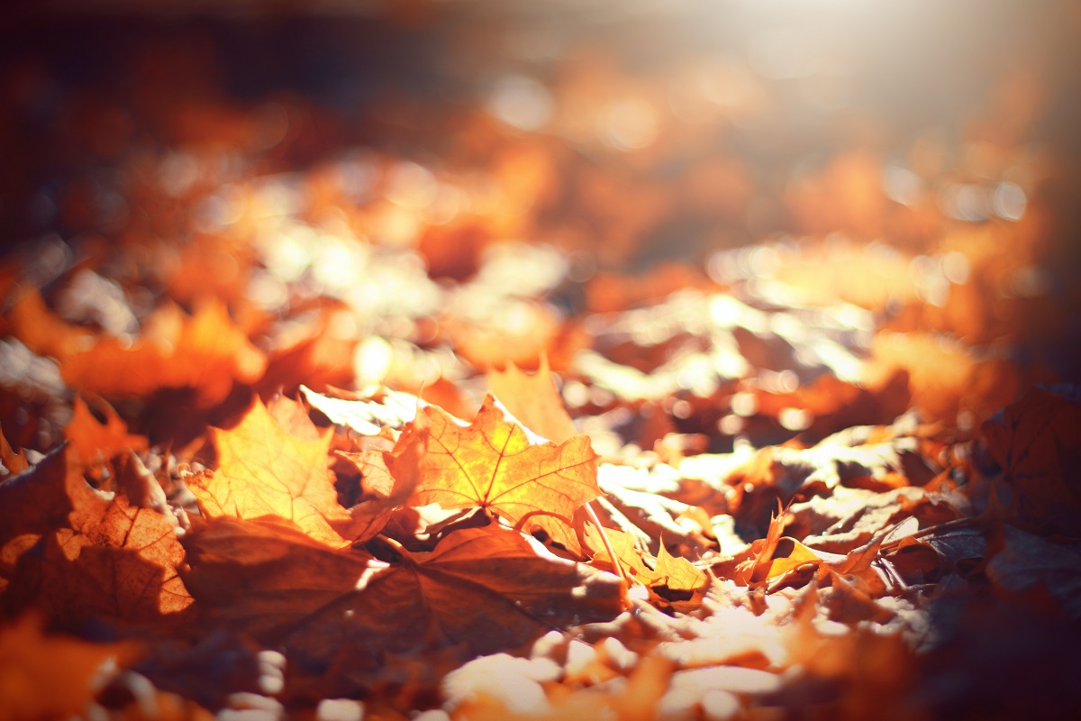 Fall leaves