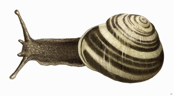 Snail