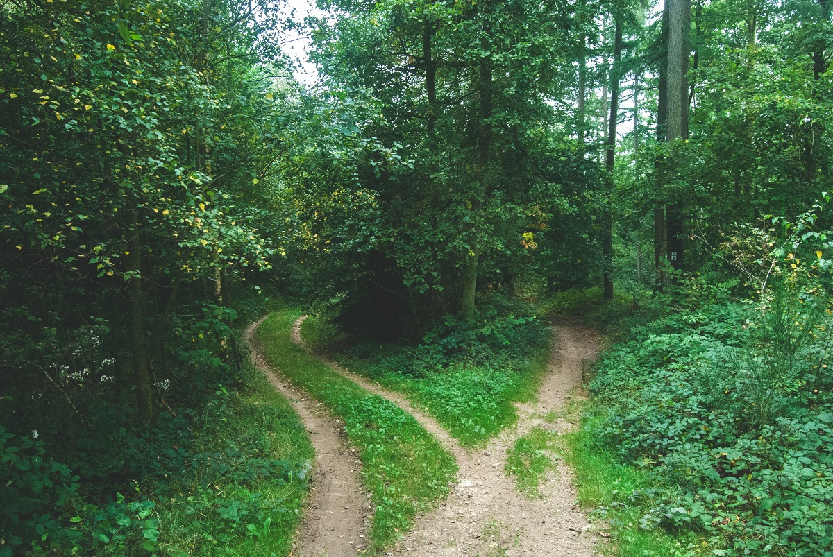 Forest paths