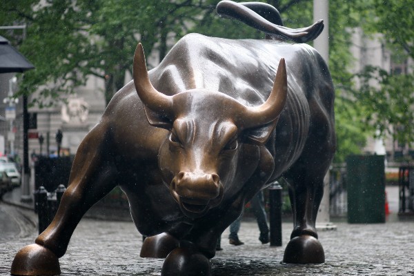 bull